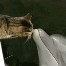 Cat vs. dolphin love