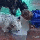 Kid licks milk off floor with dogs