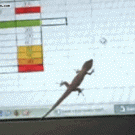 Lizard vs. mouse cursor