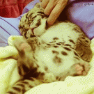 Leopard cub enjoys a neck scratch