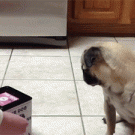 Pug vs. dog in a box