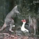 Kangaroo vs. goose