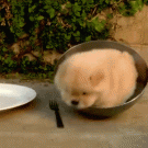 Puppy can't get out of bowl