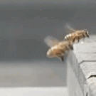 Slo-mo bee crash