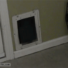 Fat cat squeezes itself through flap door