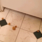 Dog licks food off floor from the other side of door