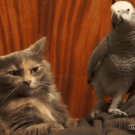 Parrot annoys a cat