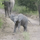 Baby elephant charges and then quickly runs away