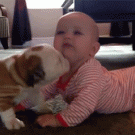 Bulldog puppy kisses baby