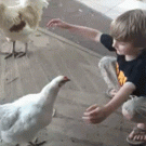 Kid hugs chicken