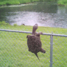 Turtle fence climb fail