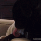 Pug licking leg gets distracted