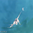 Octopus hunts crab