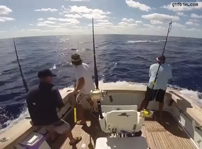 Dangerous Blue Marlin Fishing  Best Funny Gifs Updated Daily
