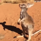 Baby kangaroo hug