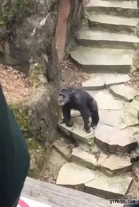 Chimpanzee Throws Poo At Old Lady At Zoo | Best Funny Gifs Updated Daily