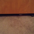 Cat squeezes self under door