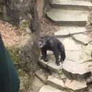 Chimpanzee throws poo at old lady at zoo