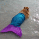 Corgi mermaid