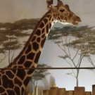 Giraffe tries to eat leaves off tree on the wall