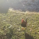Rooster fights ram