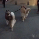 Dogs walking each other bang heads