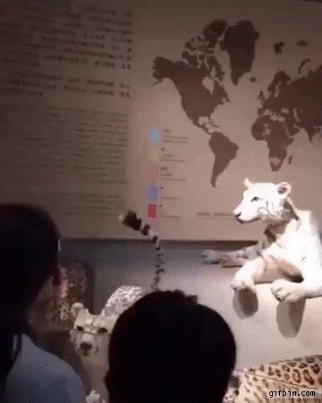 Lion At Museum | Best Funny Gifs Updated Daily