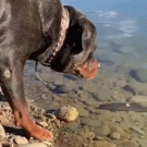 Rottweiler fishing