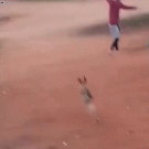 Dog hits slackline while chasing frisbee