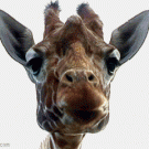 Giraffe om nom nom