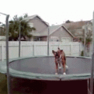 Dog on a trampoline