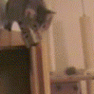 Cat vs. door