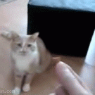 Cat trick