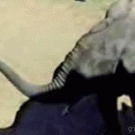 Ostrich vs. elephant