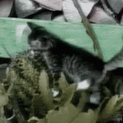 Kitten vs. cactus