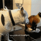 Roomba cat slap