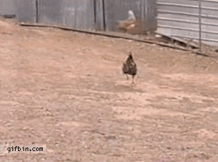 Stripper Chicken Gif