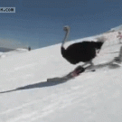 Skiing ostrich