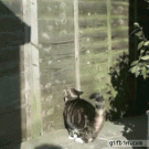 Cat's gravity-defying jump