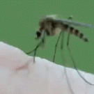 Time-lapse close-up mosquito bite