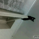 Cat falls off window