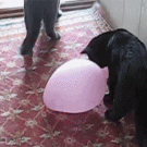 Popping balloon scares cat