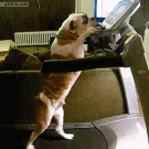 Bulldog uses treadmill