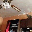 Cat jumps on ceiling fan