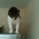 Cat walks down fridge