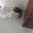 Hamster plays dead after being shot with finger