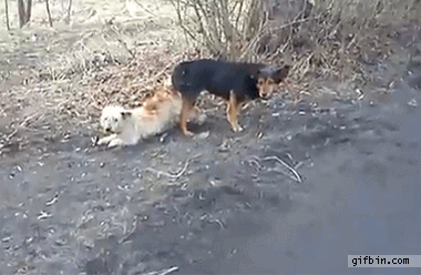 Dogs Stuck Together | Best Funny Gifs Updated Daily