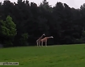 Giraffe Sex Fail | Best Funny Gifs Updated Daily