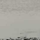 Duck runs on water