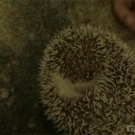Itchy hedgehog